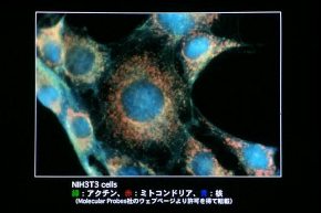 【スライド6】これがミトコンドリアだ
